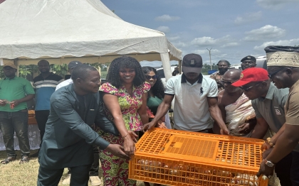 Distribution of nkoko nketenkete 