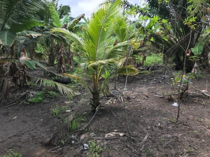 Gomoa East District Assembly Farm Inspection By The Director