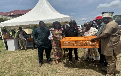 Distribution of nkoko nketenkete 