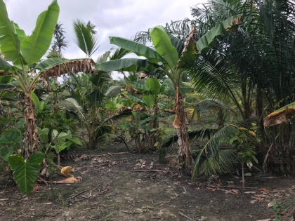 Gomoa East District Assembly Farm Inspection By The Director