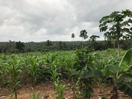 Gomoa East District Assembly Farm Inspection By The Director